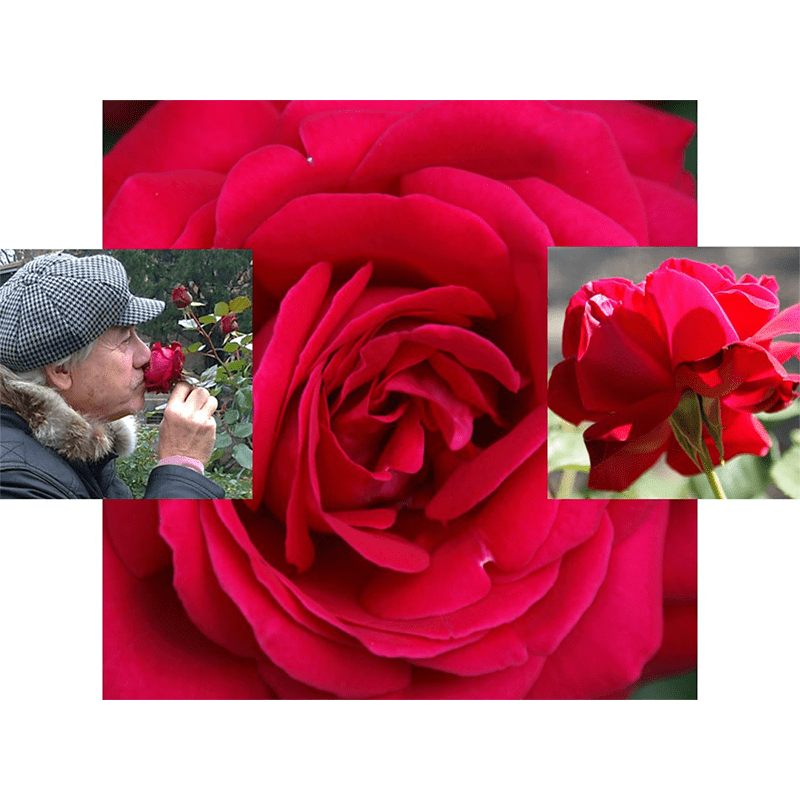 Rose inspirant le parfum sur mesure de Didier Michel en hommage aux oeuvres de Paolo Poropora